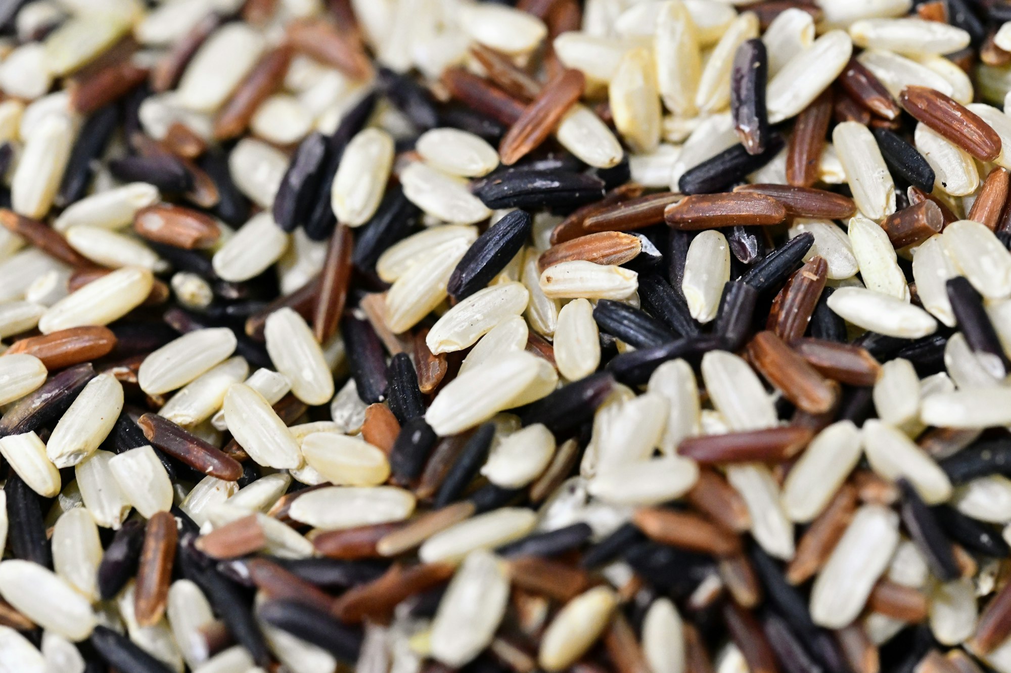 Rice grains, close up